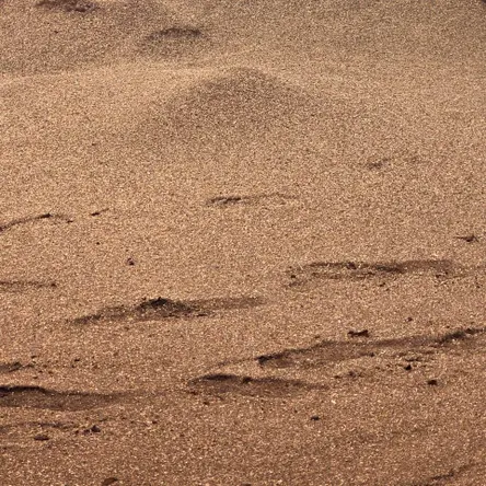 Опилки термодревесины